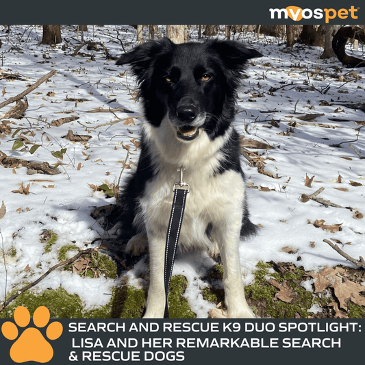 Bonded by the Mission: Lisa and Her Remarkable Search & Rescue Dogs