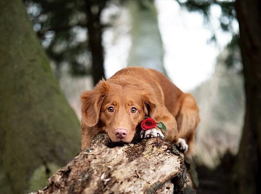 Puppy Love: 3 Ways to Show Your Dog Affection