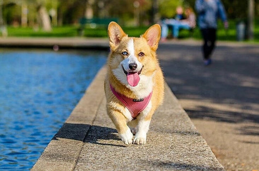 Top 7 Reasons to give MYOS Canine Muscle Formula® to Your Dog.