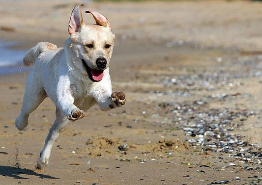 Fortetropin®: Potential for Improving Muscle Health in Dogs