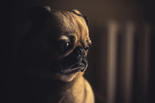 10 Signs of Stress in Dogs (And How To Help Your Pet)