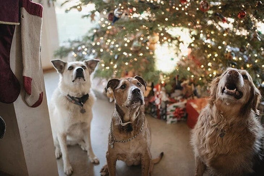 Give the Gift of Health: 5 Best Gifts for Dogs