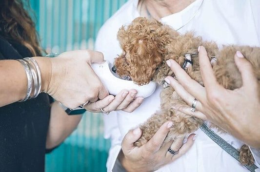 5 Reasons MYOS Canine Muscle Formula is Vet Recommended