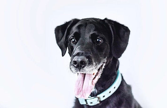 Balancing Sources of Healthy Fats for Dogs