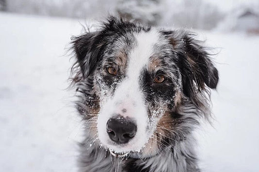 Natural Sources of Protein for Dogs