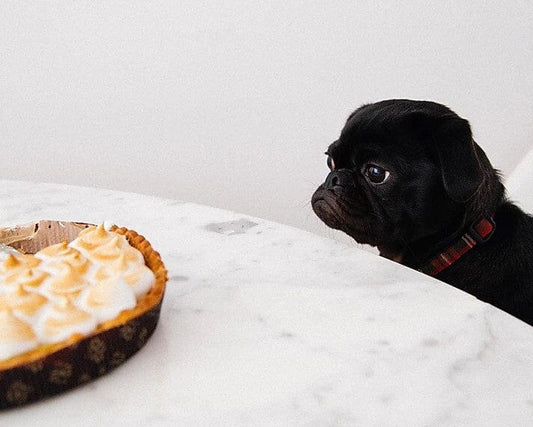Do’s and Don’ts: 4 Thanksgiving Tips for Dogs
