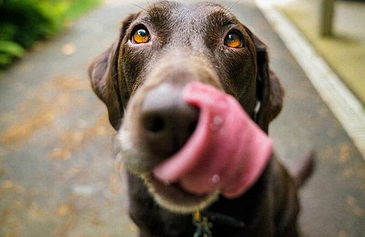 Nutritional Management of Muscle Loss in Dogs