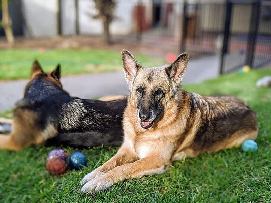 Muscle Atrophy in Dogs: How to Support Your Pup
