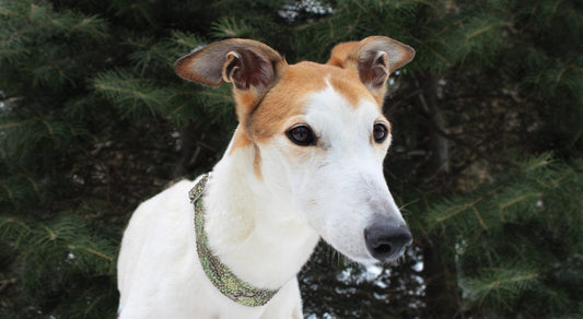 Greyhound Health: 5 Quick Tips for Rescue Dog Owners