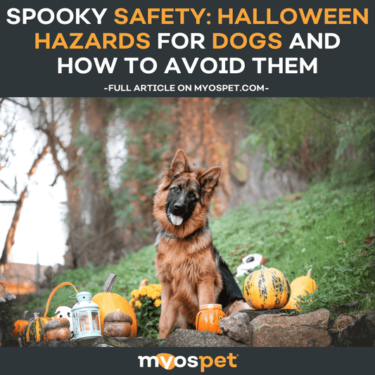 Spooky Safety: Halloween Hazards for Dogs and How to Avoid Them