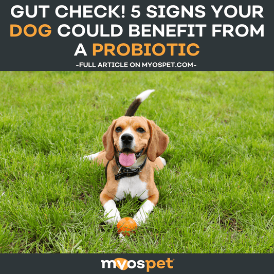 Gut Check! 5 Signs Your Dog Could Benefit from a Probiotic