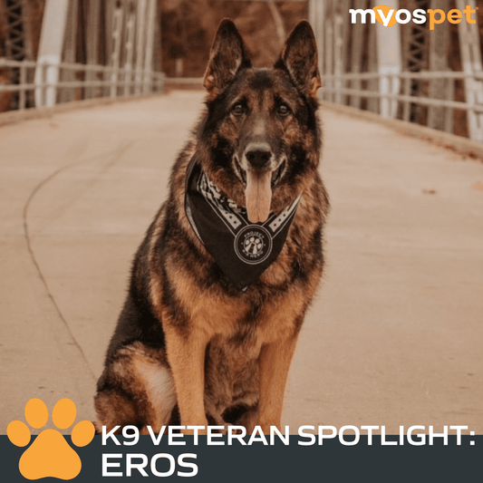 K9 Veteran Spotlight: Honoring Eros the Four-Legged Hero