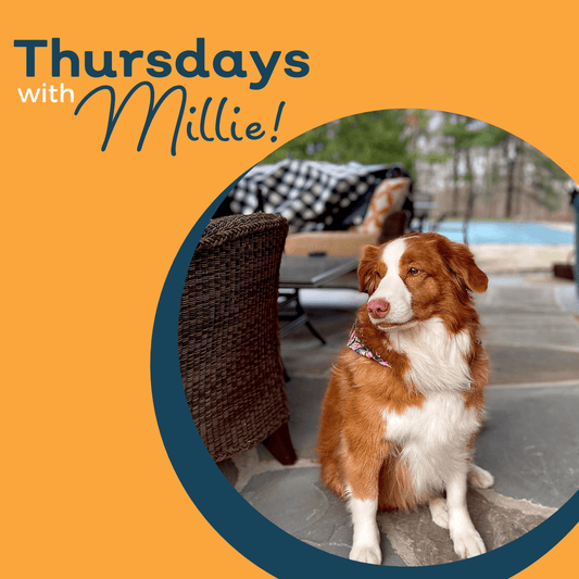 Tips for Your Dog if You Are Returning to The Office
