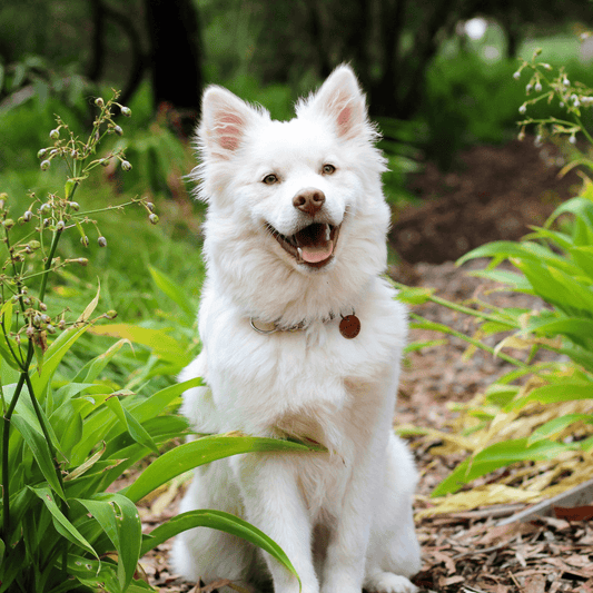 Preventative Care to Maintain Your Dog’s Muscle Health