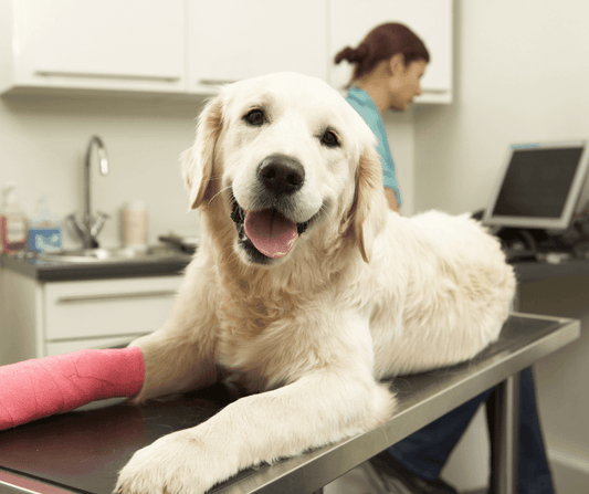 Preventing Muscle Loss After Surgery