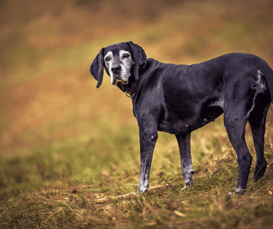 Improving Your Senior Dog's Mobility