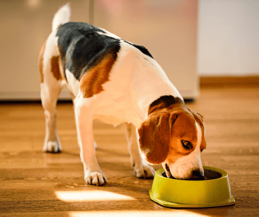 Nutritional Tips for Preventing Muscle Loss