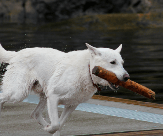 Signs That MYOS is Improving Your Dog's Muscle Health