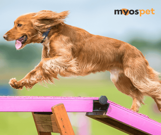 Tips for Maintaining Animal Muscle Health