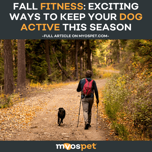 Fall Fitness: Exciting Ways to Keep Your Dog Active this Season