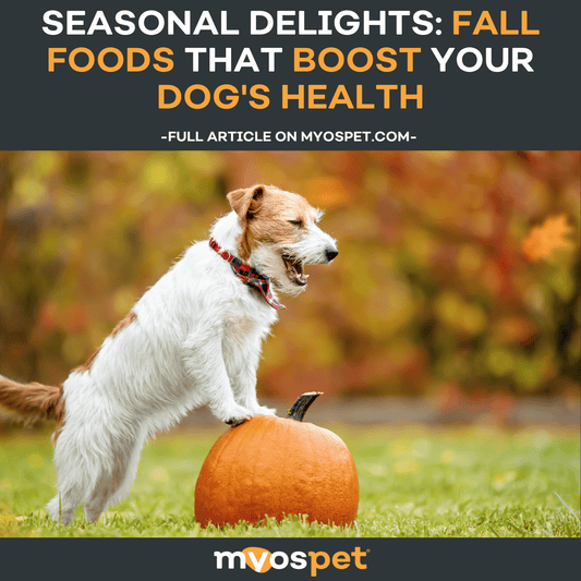 Seasonal Delights: Fall Foods that Boost Your Dog's Health