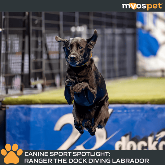 K9 Sport Spotlight: Ranger the Dock Diving Labrador