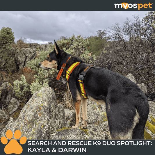 Brave Tails: Search and Rescue K9 Duo Spotlight: Kayla & Darwin