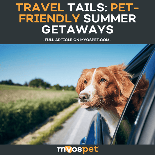 Travel Tails: Pet-Friendly Summer Getaways