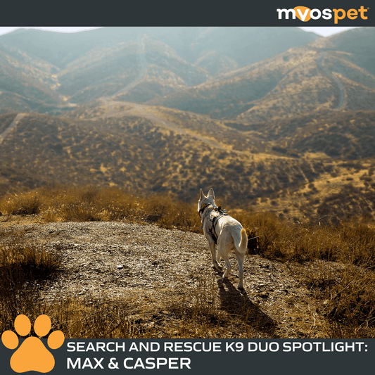 Inside the Courageous World of K9 Search & Rescue: Max & Casper in Action