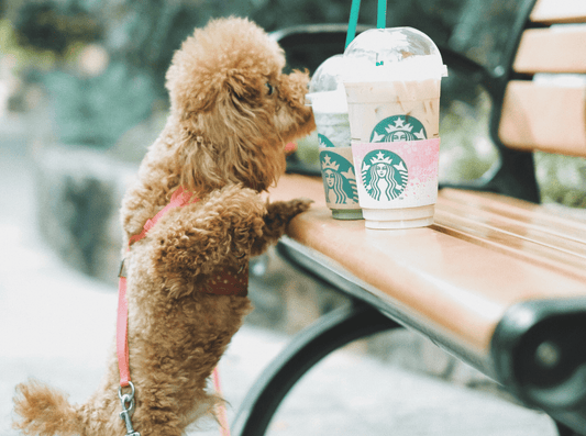 Pet Poison Prevention: 30 Foods Not to Feed Your Dog