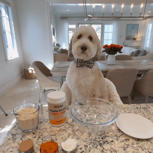 Delicious DIY Halloween Treats for Your Pup!