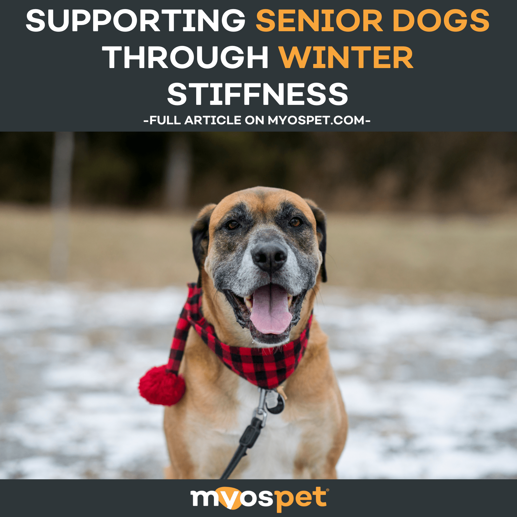 Supporting Senior Dogs Through Winter Stiffness