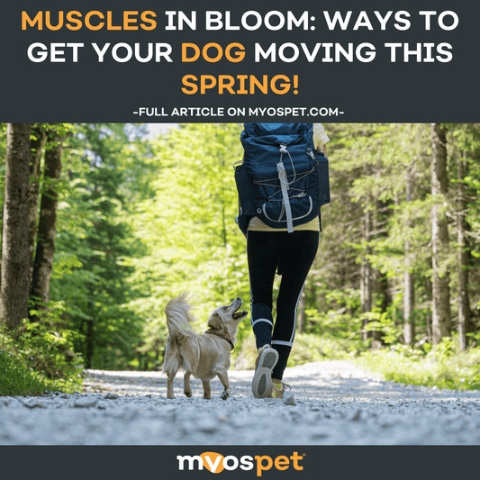 Muscles in Bloom: Ways to Get Your Dog Moving This Spring!
