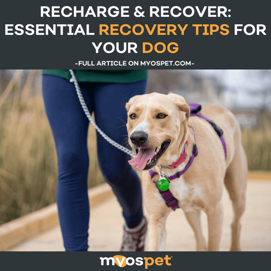 Recharge & Recover: Essential Recovery Tips for Your Dog