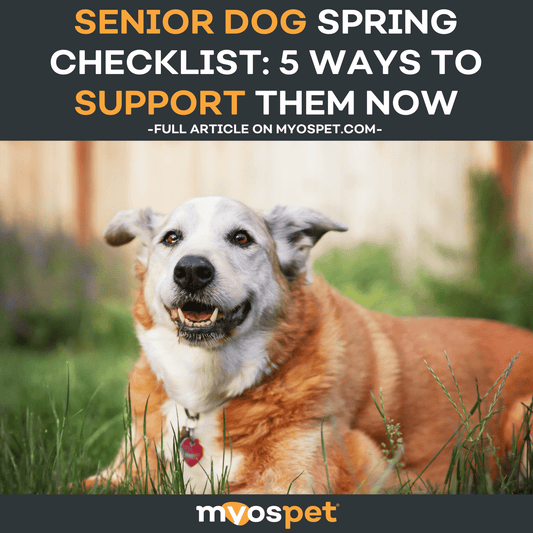 Senior Dog Spring Checklist: 5 Ways to Support Them Now