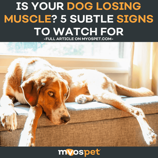 Is Your Dog Losing Muscle? 5 Subtle Signs to Watch For