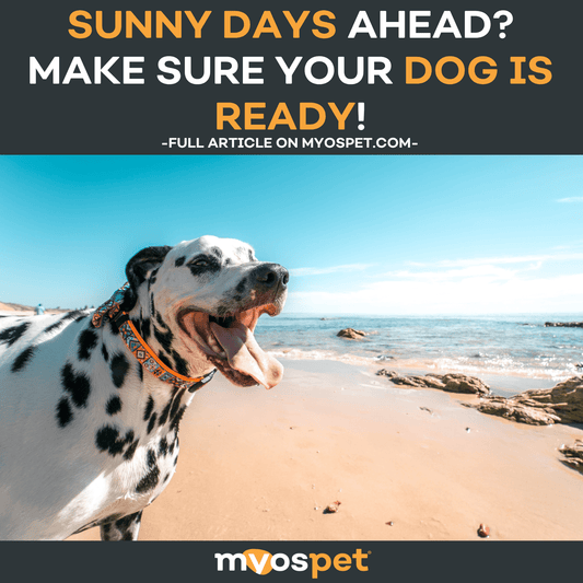 Sunny Days Ahead? Make Sure Your Dog Is Ready!