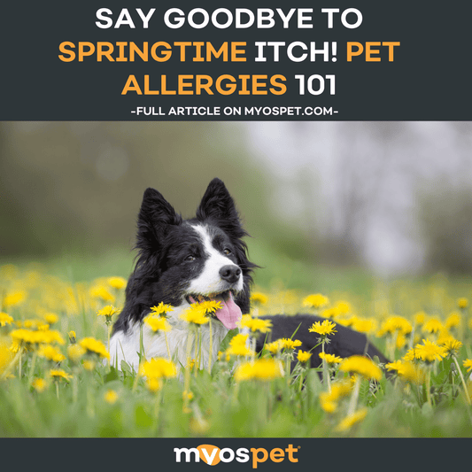 Say Goodbye to Springtime Itch! Pet Allergies 101