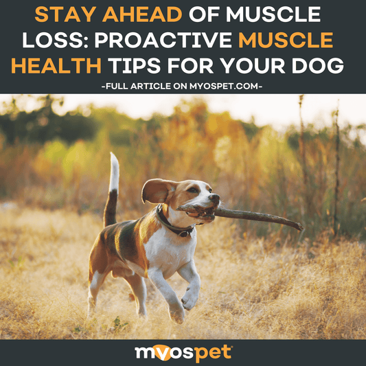 Stay Ahead of Muscle Loss: Proactive Muscle Health Tips for Your Dog