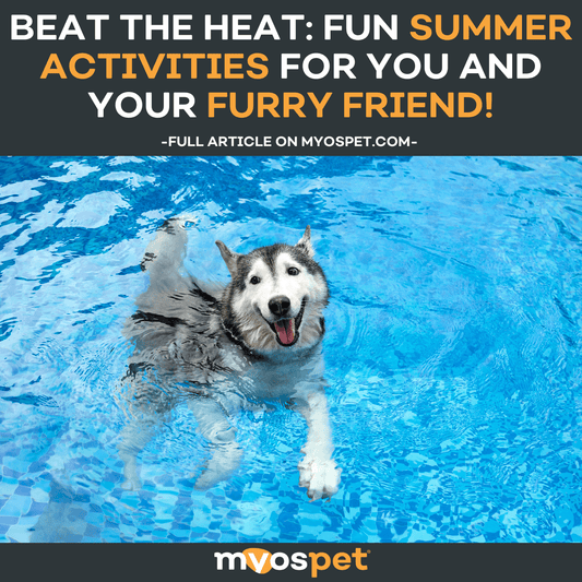 Beat the Heat: Fun Summer Activities for You and Your Furry Friend!