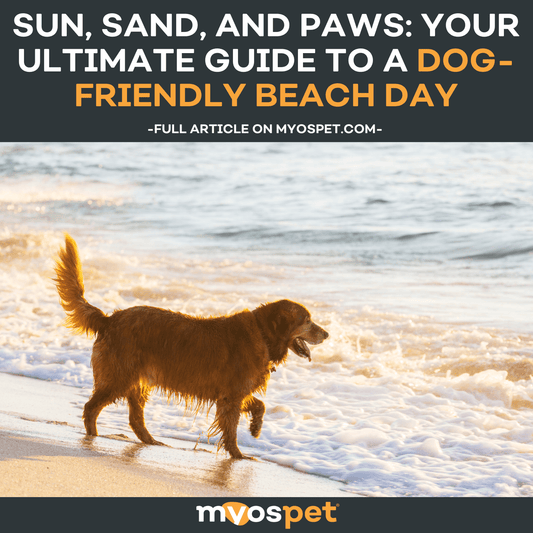 Sun, Sand, and Paws: Your Ultimate Guide to a Dog-Friendly Beach Day