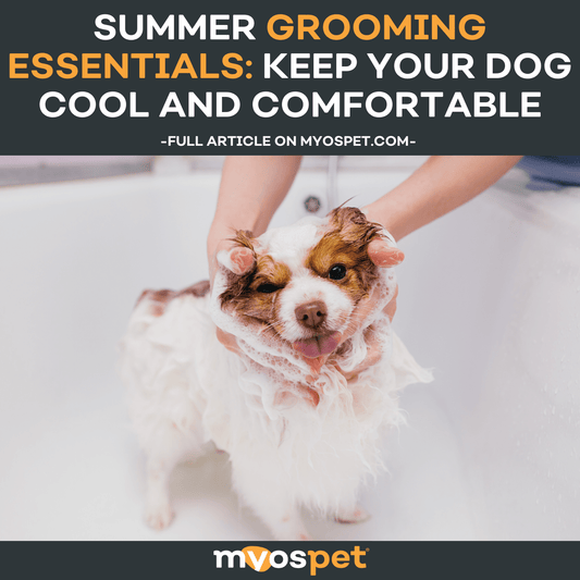 Summer Grooming Essentials: Keep Your Dog Cool and Comfortable