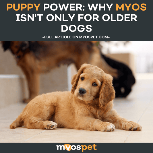 Puppy Power: Why MYOS Isn't Only for Older dogs