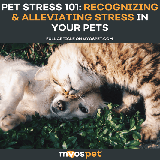 Pet Stress 101: Recognizing & Alleviating Stress in your Pets
