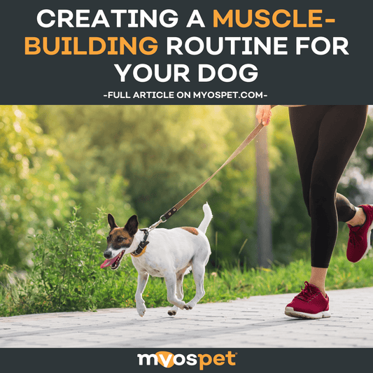 Creating a Muscle-Building Routine for Your Dog