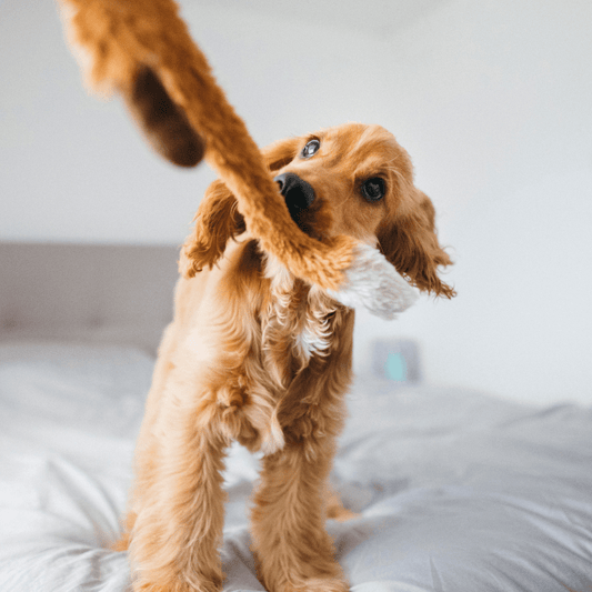 5 Ways to Keep Your Dog Active This Winter
