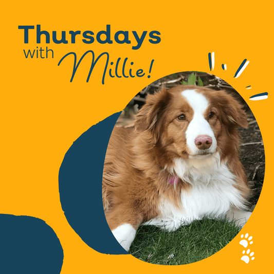 Spring Health & Fitness Tips For Your Dog