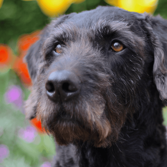 Improving Muscle Health in Senior Dogs