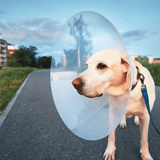 Is your dog recovering from surgery? 5 ways to help them maintain their muscles.
