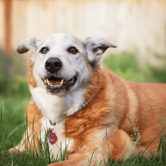 Signs Your Dog is Losing Muscle Mass.